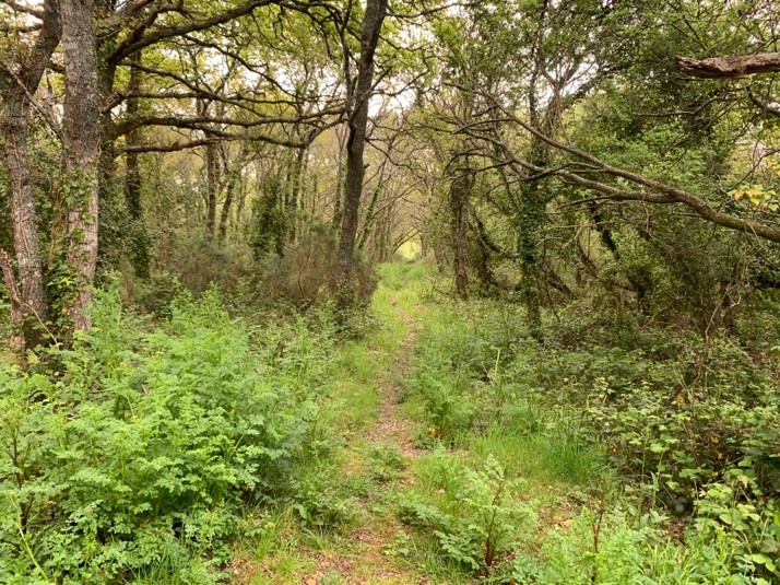 Dans l’épaisseur des friches à Crozon (Finistère)